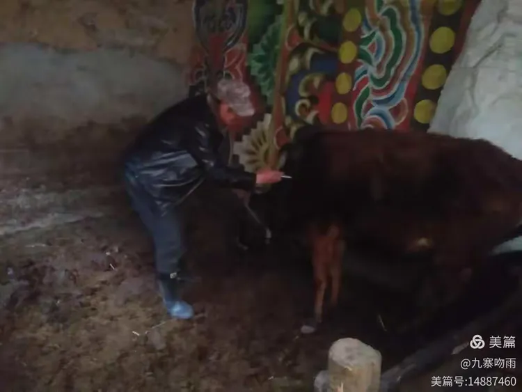 九寨沟县2019年动物“春防”工作全面启动